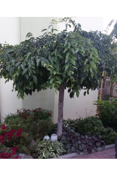 Черешня / Вишня плакуча штамбова